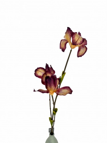 Photoroom_20251219_085552.JPG