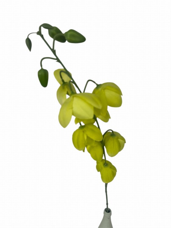 Photoroom_20251219_122602 (1).JPG